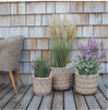 Plantekurve i natur - 3 stk