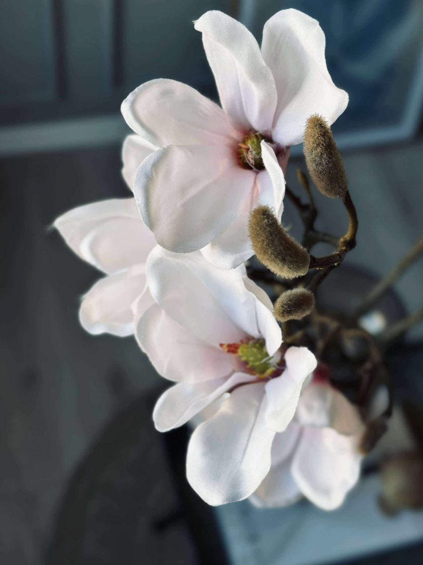 Magnoliagren - Pink 52cm