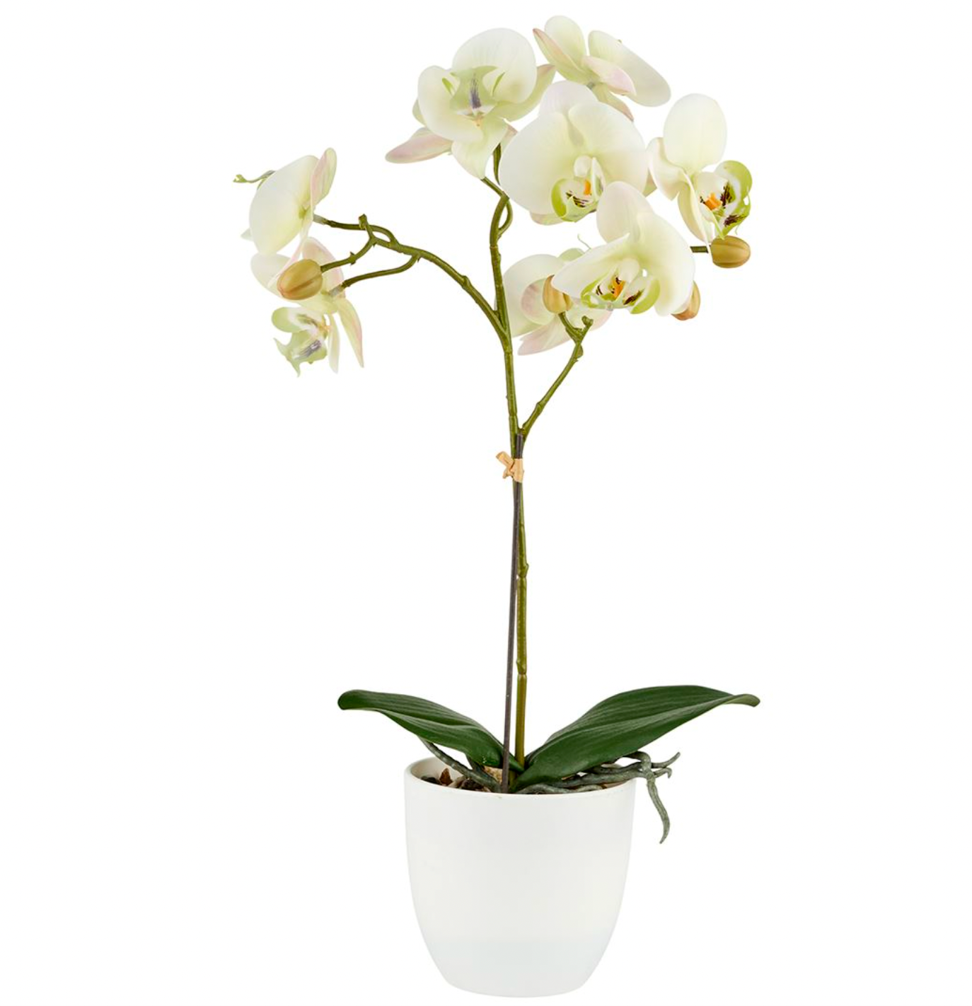 Orkidé i potte - Lime 50cm
