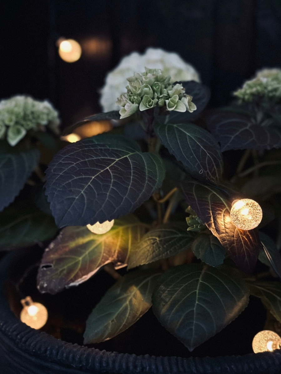 Lyskæde Bella med solceller - 50 LED