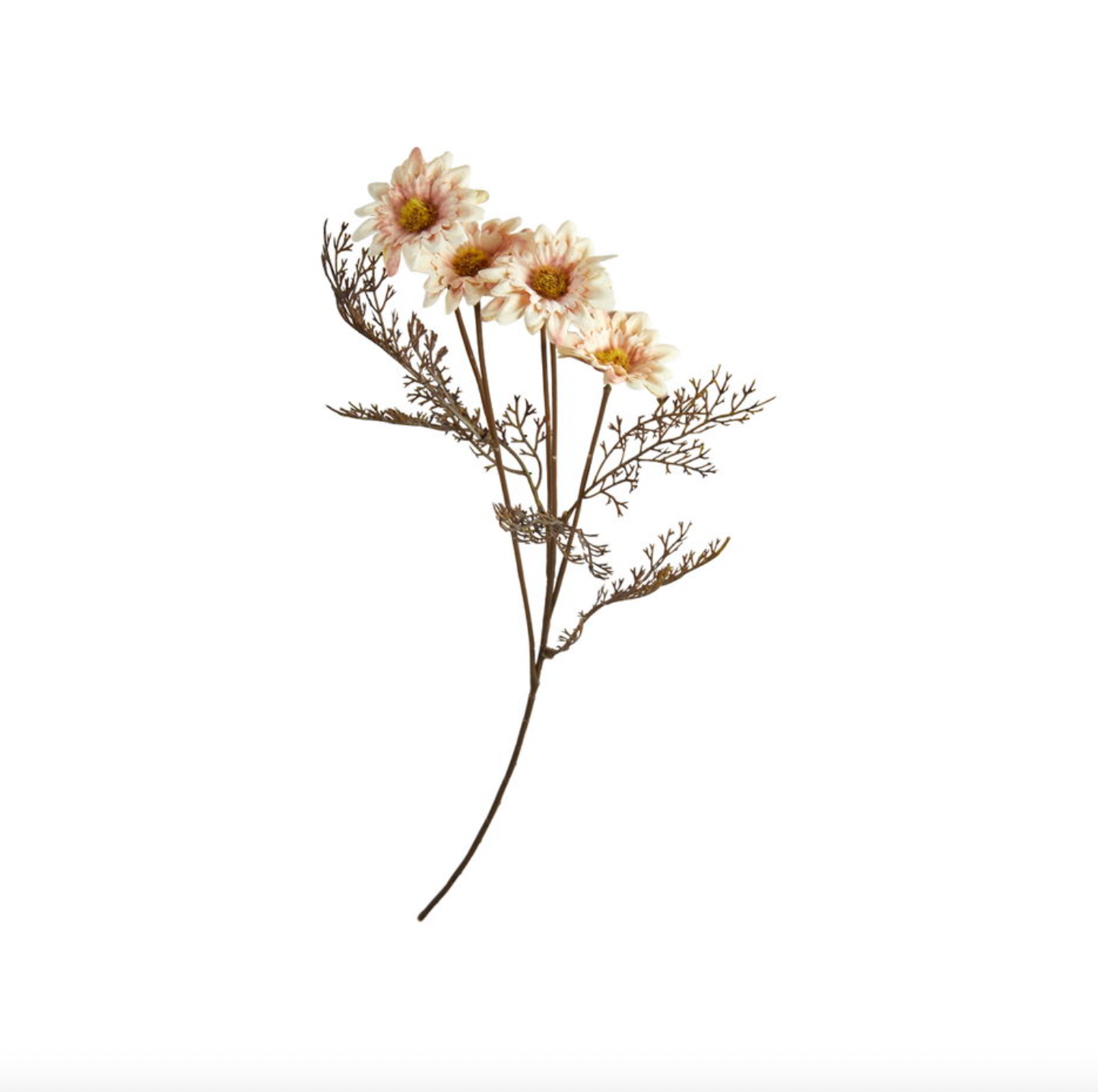 Krysantemum stilk