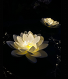 Solcelle LOTUS – Hvid