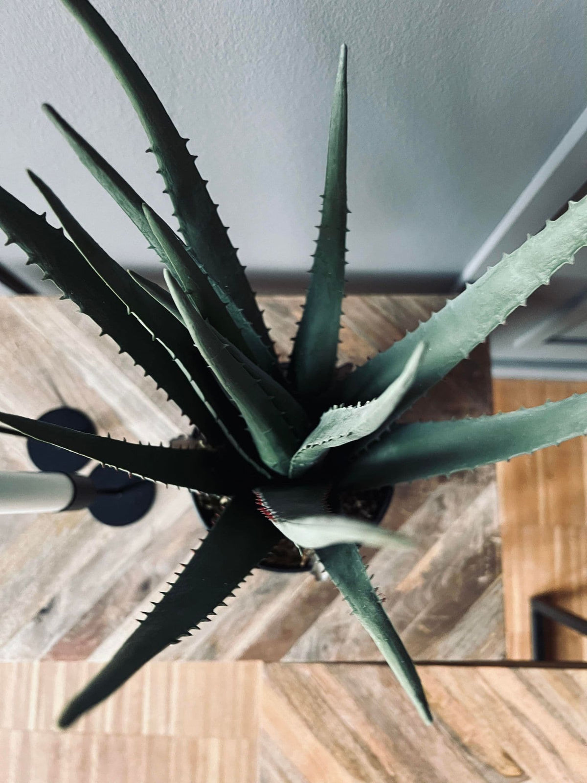 Aloe vera ink potte - 45cm - VIAMAJA.DK