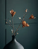 Blomst, Mangnolia, Brun