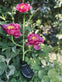 Blomst med solceller – Pink - VIAMAJA.DK