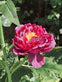 Blomst med solceller – Pink - VIAMAJA.DK
