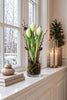 Tulipan i potte - Hvid med 3 Blomster