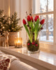 Tulipan i potte - Rød med 5 blomster