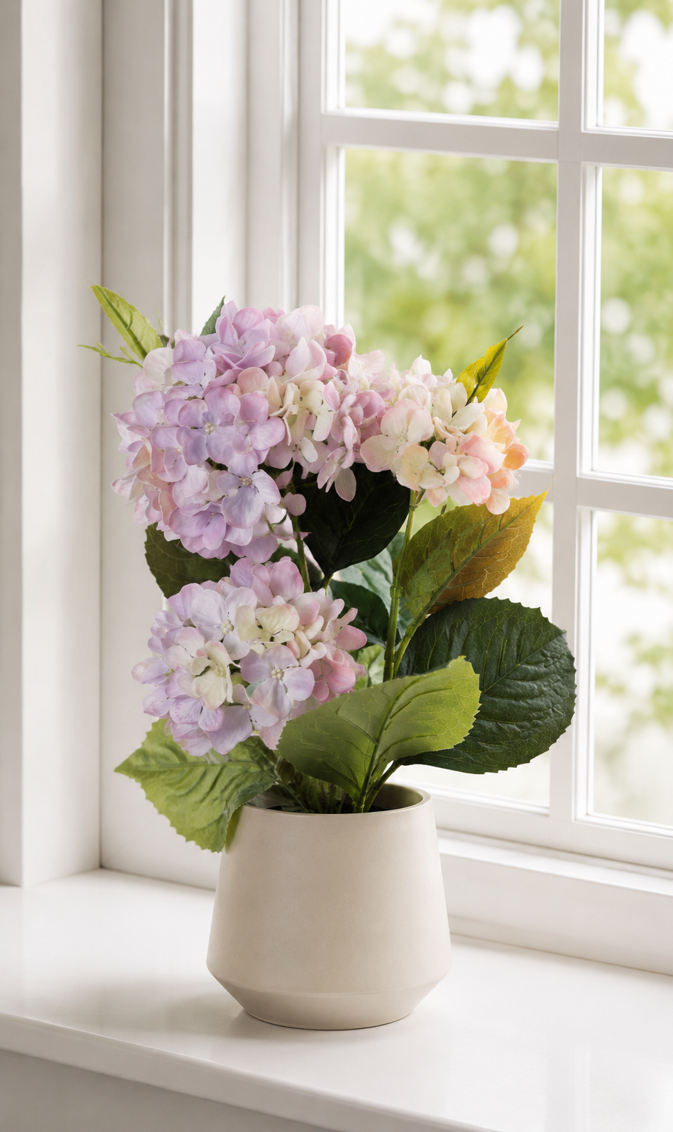Hortensia i potte - Syren