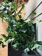 Efue – 55 cm - VIAMAJA.DK