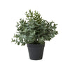 Eukalyptus i potte – H 23 cm