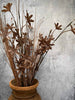 Evighedsblomst – Stilk 60cm Brun