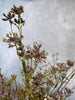 Evighedsblomst – Stilk 60cm Lilla