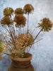 Evighedsblomst – Stilk 60cm Pom