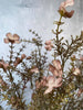 Evighedsblomst – Stilk 60cm Rosa