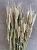Evighedsbuket - Triticale (Rug)