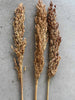 Evighedsbuket - Wildkorn Natur, 20 stk.