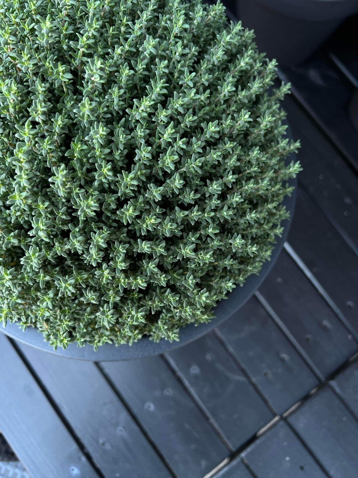 Havekrukke i recycling plast - Mellem Ø 30 cm - VIAMAJA.DK