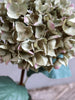 Hortensia m. blade H80cm
