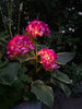 Hortensia med solceller – Pink
