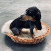 Hundekurv i kraftig rattan – Mellem
