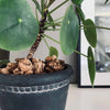 Kork bark til dekoration - Natur