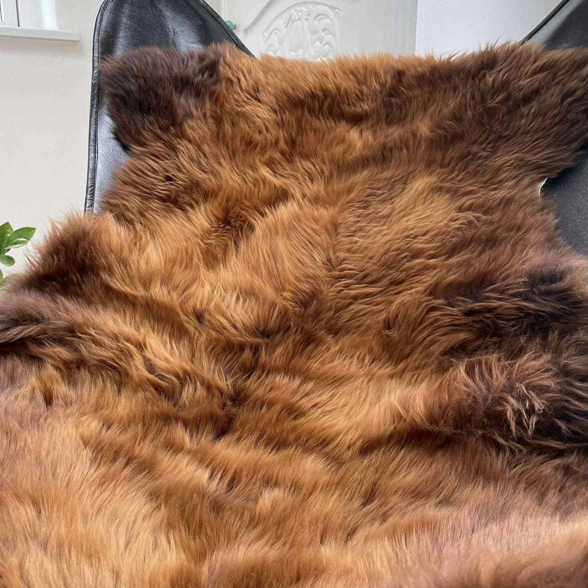 Korthåret Ginger - VIAMAJA.DK