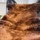 Korthåret Ginger - VIAMAJA.DK