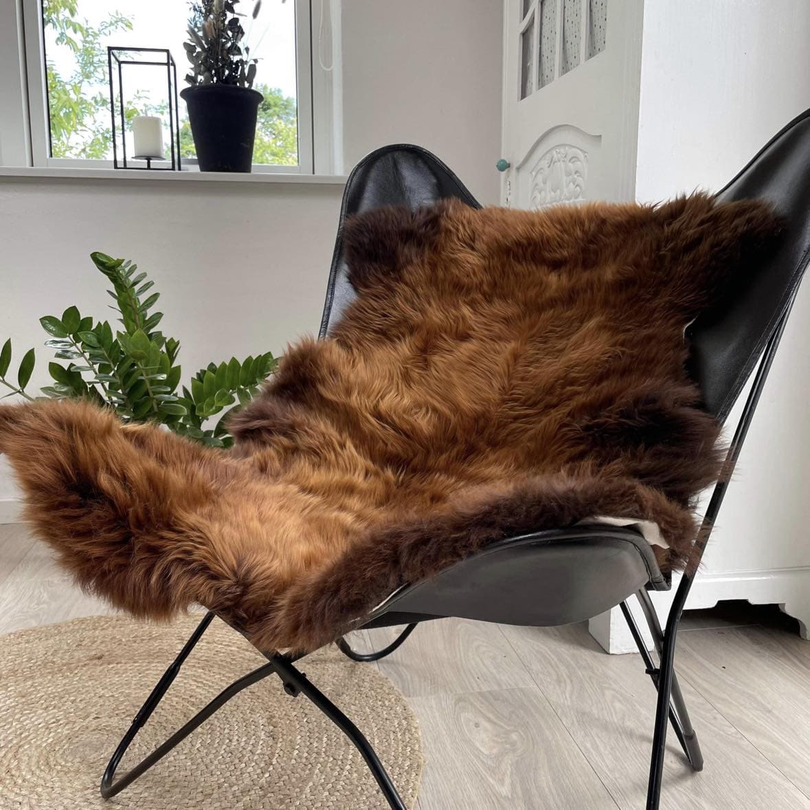 Korthåret Ginger - VIAMAJA.DK