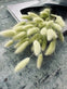 Lagurus – Lime - VIAMAJA.DK