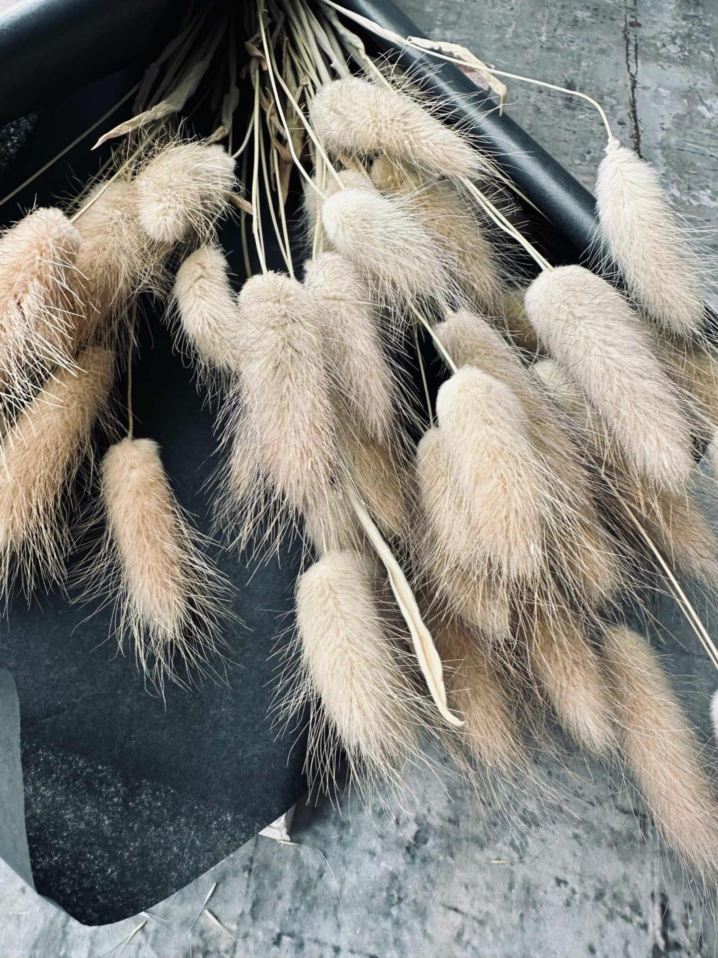 Lagurus – Natur - VIAMAJA.DK