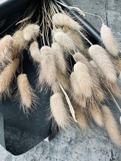 Lagurus – Natur - VIAMAJA.DK