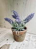 Lavendel i potte
