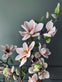 Magnoliatræ i potte - 120 cm Rosa - VIAMAJA.DK