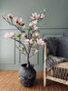 Magnoliatræ i potte - 120 cm Rosa