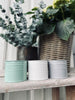 Myggelys Citronella - Duset farve mix