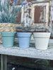 Myggelys – Citronella i biopotte