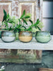 Myggelys – Citronella mix