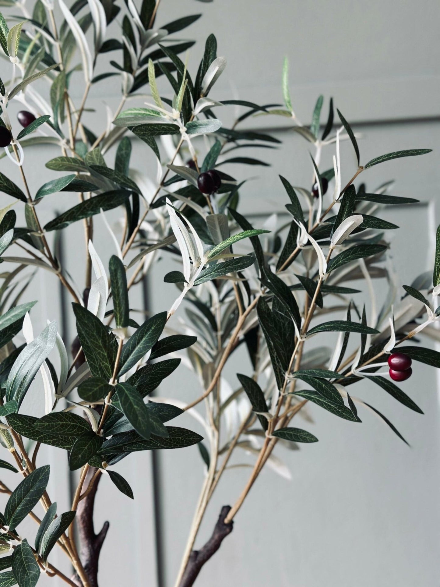 Oliventræ 120 cm - VIAMAJA.DK