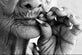 Plakat - Black/white Smoking 70x100 - VIAMAJA