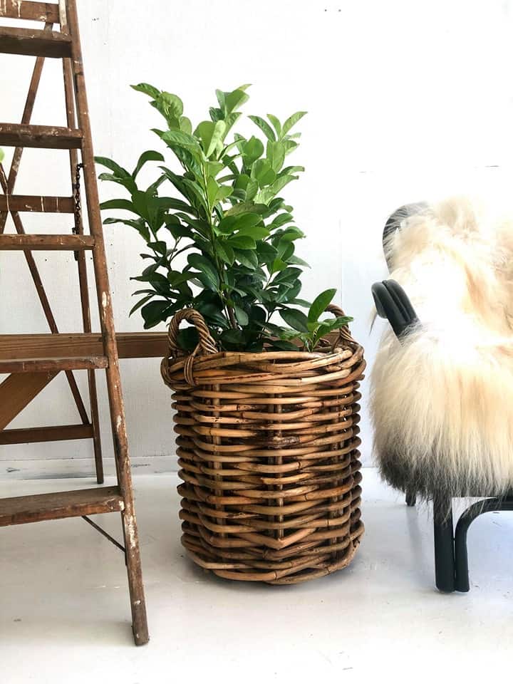 Rustik plantekurv - XL STR - SKAL AFHENTES I BUTIKKEN - VIAMAJA