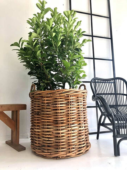 Rustik plantekurv - XXXL STR - SKAL AFHENTES I BUTIKKEN - VIAMAJA