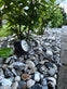 Stone med solceller - Sort - VIAMAJA.DK