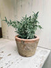 Thyme i potte