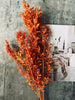 Tørret blomster – Orange