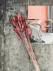 Tørret blomster – Rose