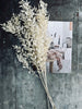 Tørret blomster – White ROSSA