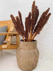 Wild Corn - Terracotta - 20stk